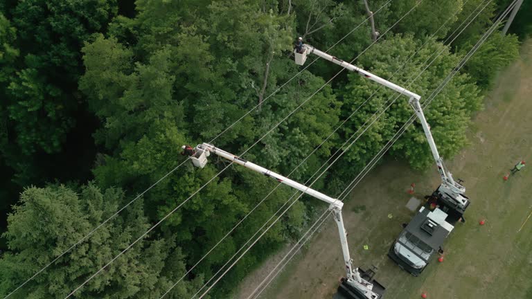 How Our Tree Care Process Works  in  Rolling Meadows, IL